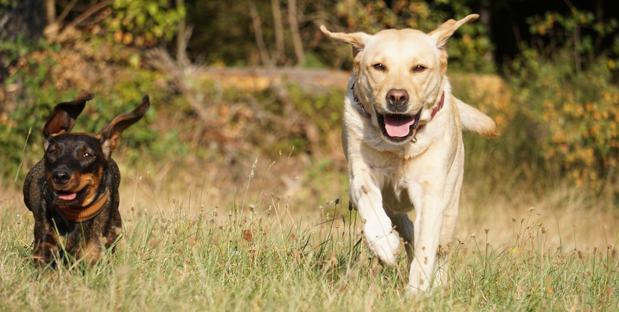 Obraz zoschfrosch z Pixabay