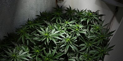 Plantacja marihuany zlikwidowana. Aresztowanie podczas podlewania roślin-414