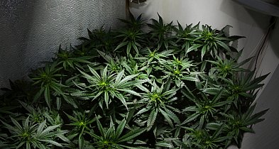 Plantacja marihuany zlikwidowana. Aresztowanie podczas podlewania roślin-414