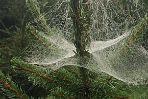 Kupujesz żywą choinkę na święta? Ten szczegół łatwo przeoczyć-6205